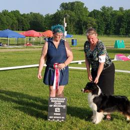 Australian Shepherd All Grown Up from Bur Oak Aussie's