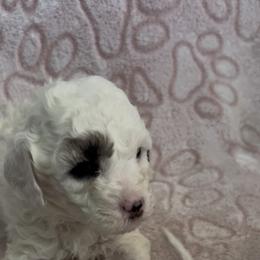 Poodle Puppies from Poodle Parade