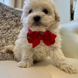 Goldendoodle, Maltipoo, and Poodle Puppies from Pawriffic Pups