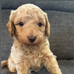 Yellow - Apricot male Goldendoodle puppy in Memphis, Michigan from Kevin Williams