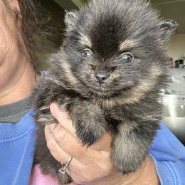 Tootsie (Molly) - Black and tan female Pomeranian puppy in Zavalla, Texas from Precious Puff Poms