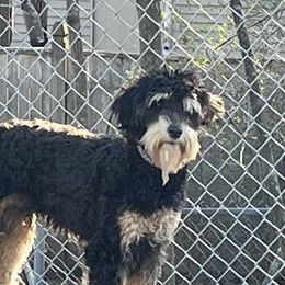Declan - Goldendoodle