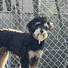 Declan - Goldendoodle
