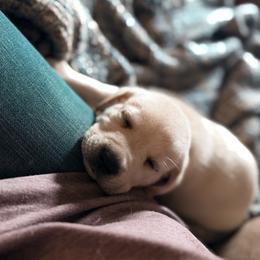 Labrador Retriever Puppies from Knotty Creek Labradors