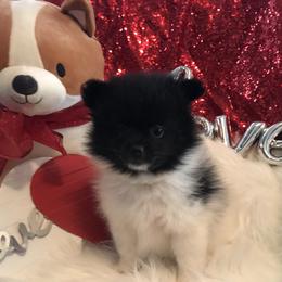 AKC CKC girl Nastya - Black parti female Pomeranian puppy in Taylor, Texas from Regal Poms