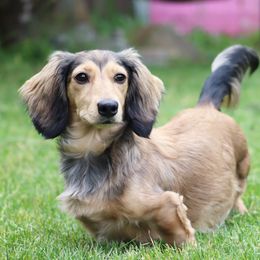 Honey - Dachshund