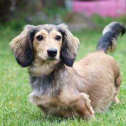 Honey - Dachshund