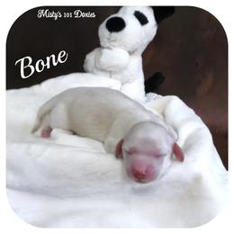BONE - AKC Registered - Cream male Dachshund puppy in Graceville, Florida from Misty's 101 Doxies