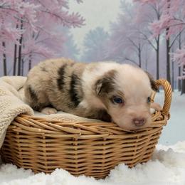 Pearl - Red merle female Australian Shepherd puppy in Statesville, North Carolina from Charming Australian Shepherds