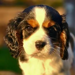 Hope - Tri-color female Cavalier King Charles Spaniel puppy in Watsontown, Pennsylvania from Huntsman Cavaliers