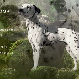 Gemma - Dalmatian