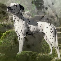 Gemma - Dalmatian
