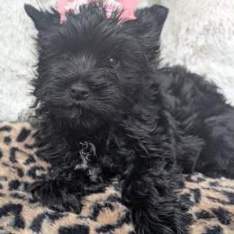 Foxy - Black and tan female Yorkshire Terrier puppy in Gaylesville, Alabama from Sweet Alabama Yorkies