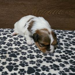 Boy 1 - Gold and white male Shih Tzu puppy in Meadows Of Dan, Virginia from Walt’s Shih Tzus
