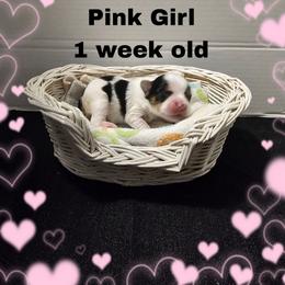 Lacey's Pink Girl - Parti female Yorkshire Terrier puppy in Inverness, Florida from Luvayorkie&more
