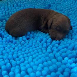 Lindor - Chocolate female Dachshund puppy in Wolf Lake, Indiana from Canisteo Dachshunds