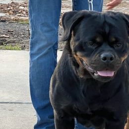 Venus - Rottweiler
