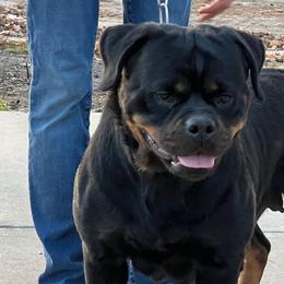 Venus - Rottweiler
