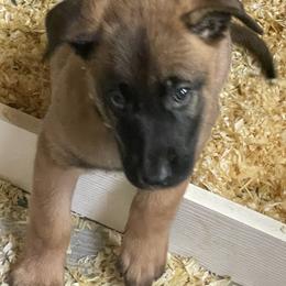 Belgian Malinois Puppies from BlueStone