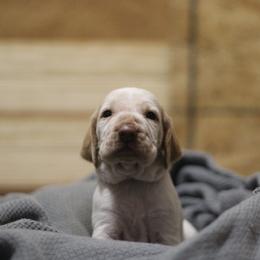 Reba - White and orange female Bracco Italiano puppy in Williamsburg, Virginia from Eastern Breeze