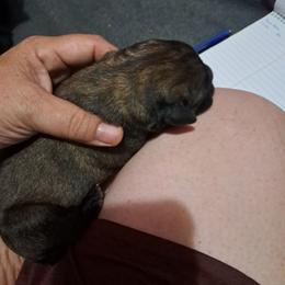 Boy 1 - Fawn male Cane Corso puppy in Clarksburg, West Virginia from West By God Virginia Cane Corso