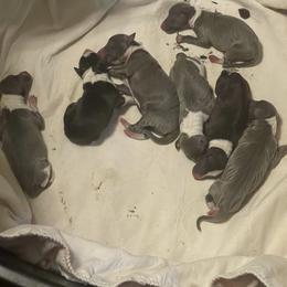 "Second Litter (1 female & 6 males)" Italian Greyhound Puppies from Shengli IGs