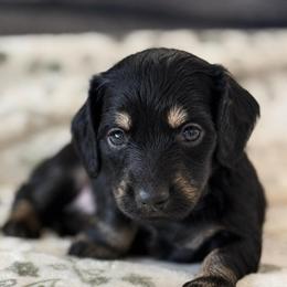 Jasper - Black and tan male Dachshund puppy in Salem, Oregon from Longdox Mini Dachshunds