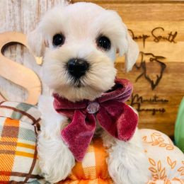 Girl 1 - White female Miniature Schnauzer puppy in Malvern, Arkansas from Deep South Miniature Schnauzers