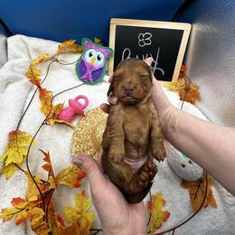 Girl 1 Pinky pink collar - Chocolate female Dachshund puppy in Oscoda, Michigan from Northland Dachshunds