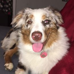Indie - Miniature Australian Shepherd