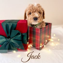 Jack - Red  male Goldendoodle puppy in Melba, Idaho from KZ Doodles