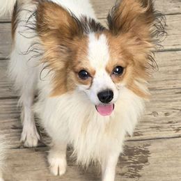 Zeke - Papillon