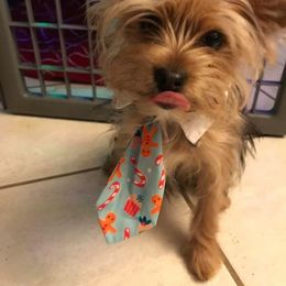 "Widget (1 year)" Biewer Terrier and Yorkshire Terrier All Grown Up from NorCal Terrier Kennel
