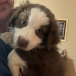 Australian Shepherds from Honey and Fig Farm