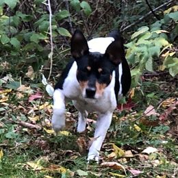 Oakley - Rat Terrier