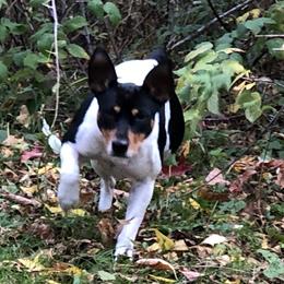 Oakley - Rat Terrier