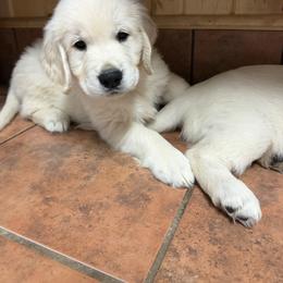 Golden Retriever and Poodle Puppies from Clementi Pearl Golden and Poodle