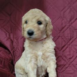 Kevin - Cream male Goldendoodle puppy in Blountsville, Alabama from Southern Charm Goldendoodles