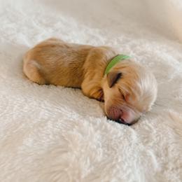Timber, green collar male - Light golden male Golden Retriever puppy in Forest Hill, Texas from Gillit Family Goldens of NTX