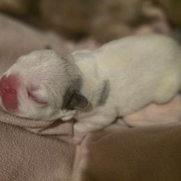 Olaf - White male French Bulldog puppy in Pleasant Hill, Iowa from Courtney Nicole's Mal Shihs & Goldendoodles