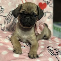Pug Puppies from Berg Family