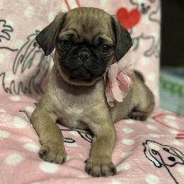 Pug Puppies from Berg Family