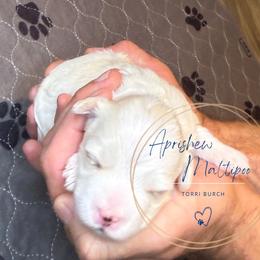 Tory Burch - Silver beige female Maltipoo puppy in Weatherford, Texas from Aprishew Maltipoo