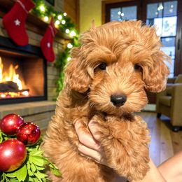 Lucky - Red  male Goldendoodle puppy in Tucson, Arizona from Adored Poodle & Doodles