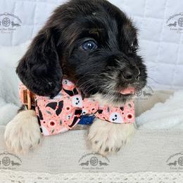 Mr. Dk. Blue-2400 - Dapple male Dachshund puppy in Sparr, Florida from From the Heart Doxies