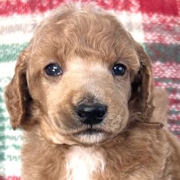 Yule - Red  Poodle puppy in Arroyo Grande, California from Ever So Clever Poodles