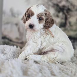 Princess Peach - Parti female Goldendoodle puppy in Newdale, Idaho from Canyon Creek Puppies