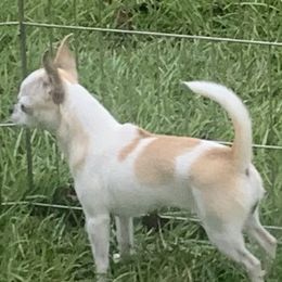 Chihuahuas from Vaquera Chihuahuas
