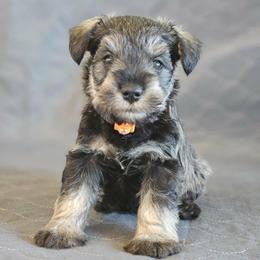 AKC Houston - Salt and pepper male Miniature Schnauzer puppy in Richardton, North Dakota from Crooked Tree Ranch