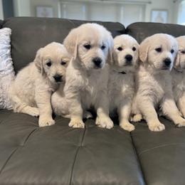 Golden Retriever Puppies from Blair Family Goldens